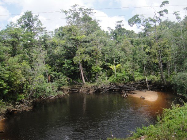 karl-penta-french-guiana (5) Jungle and stream